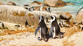 Pinguine in freier Wildbahn