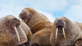 Walrosse auf Spitzbergen