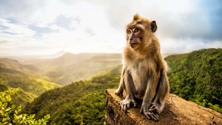 Tierwelt im Indischen Ozean entdecken