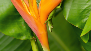 Auf Guadeloupe lassen sich an farbenfrohen Blüten kleine Eidechsen entdecken